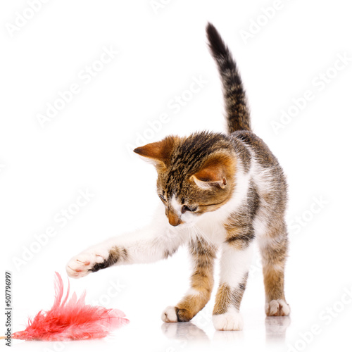 Small short-haired kitten is interested and carefully catches a toy on a white background.