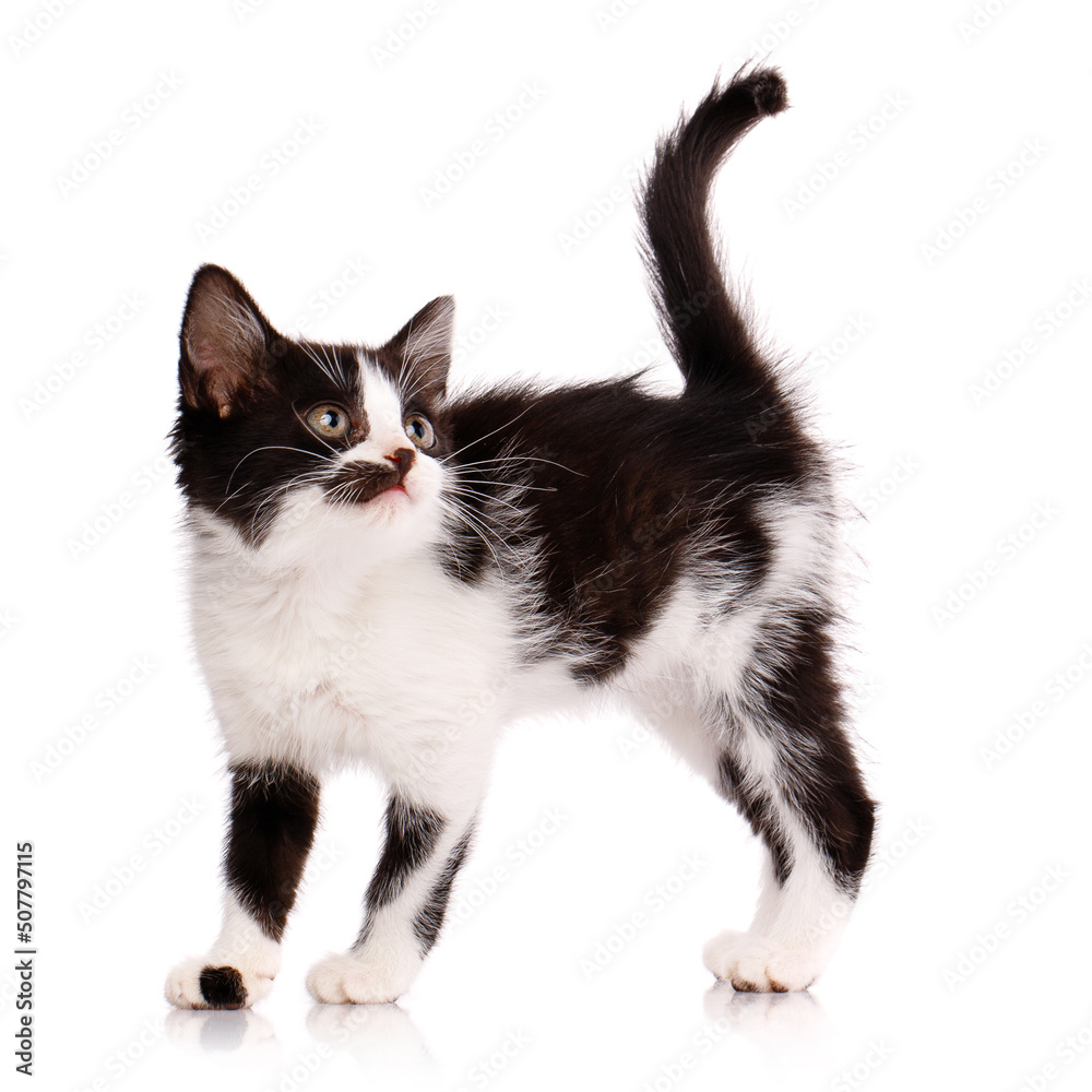 Obraz premium Black and white kitten stands sideways and looks up. Isolated on a white background.