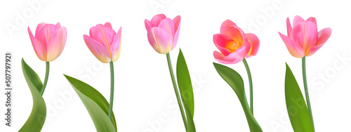 Set of vector bright tulips. Spring flowers. Realistic picture. For fabric  wallpaper  cards