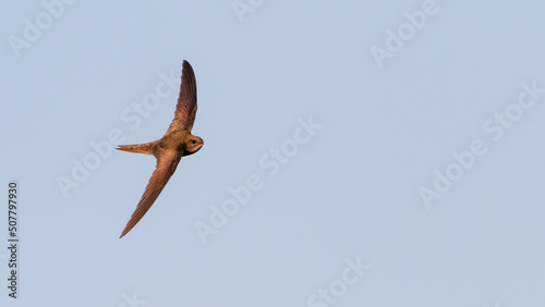 Common swift (Apus apus) hunting for insects in flight. Beautiful migratory bird. photo