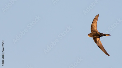 Canvas Print Common swift (Apus apus) in flight, isolated against a blue sky