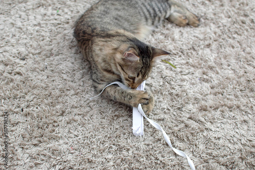 gray kitten is playing with a crumpled piece of paper. A curious cat is playing with a piece of paper © Inna