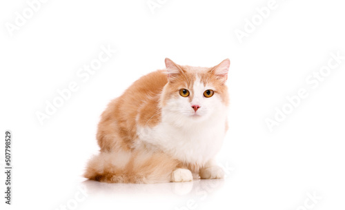 Beautiful cat sits on a white background and looks at the camera with yellow eyes.