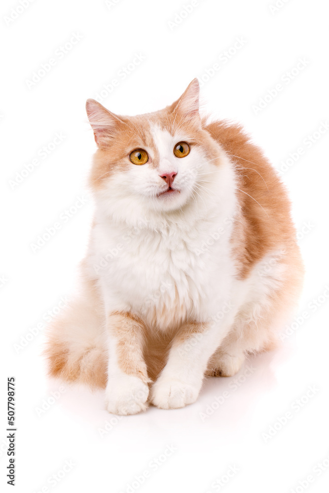 Domestic cat with a surprised expression sits on a white background.