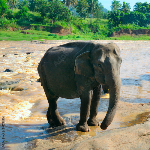 Elephant watering bathing in a tropical river against the backdrop of the jungle rain-forest.