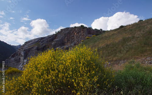 landscape with yellow broom flowers