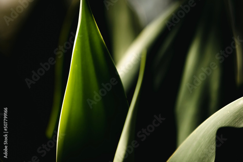 Green tropical plant close-up. Abstract natural organic background. Shadows sunlight on foliage.