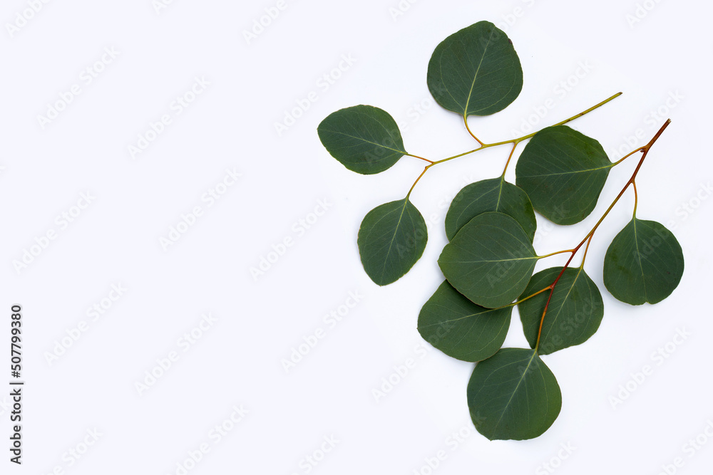 Obraz premium Green leaves of eucalyptus on white
