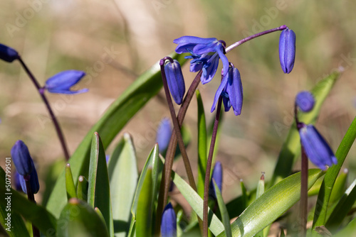 In the spring in the forest in the wild blooms snowdrop bifoliate Scilla bifolia . photo