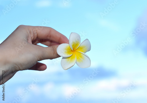 Hand holding white plumeria flower against blue sky background photo