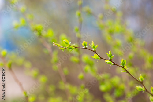 tree branch, the first leave in spring. buds in the trees bloom on a blurry background, selective focus © Anna