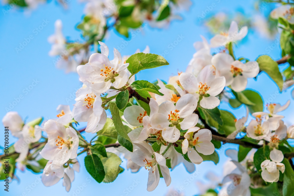 Apple trees in bloom. Delicate flowers on the branches of an apple tree against the blue sky. Close-up