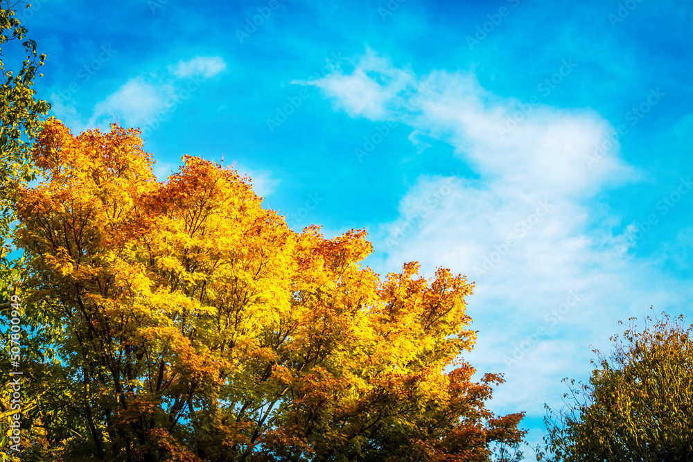 Golden maple foliage against a blue sky background. Autumn maple tree Golden maple foliage against a blue sky background. Autumn maple tree