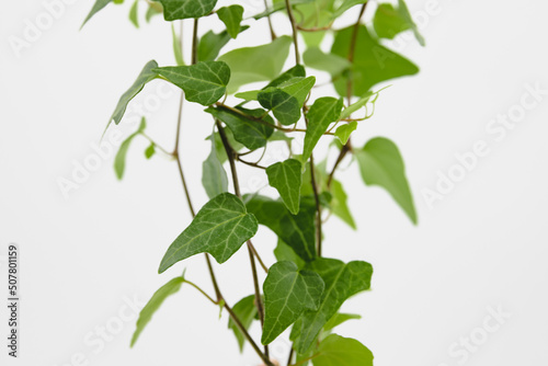 plant isolated on white