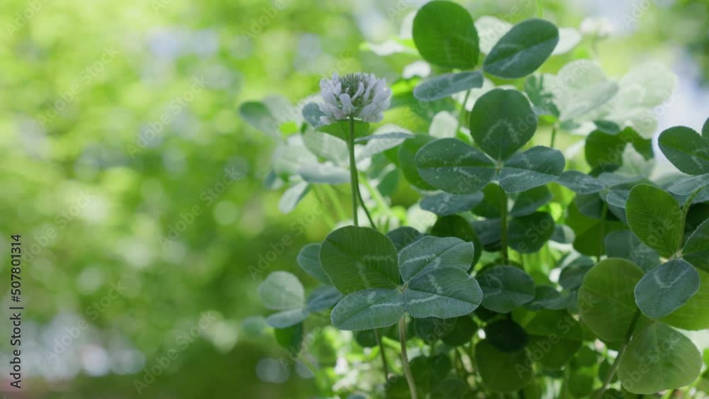 風に揺れる木陰の四つ葉のクローバー 風に揺れる木陰の四つ葉のクローバー