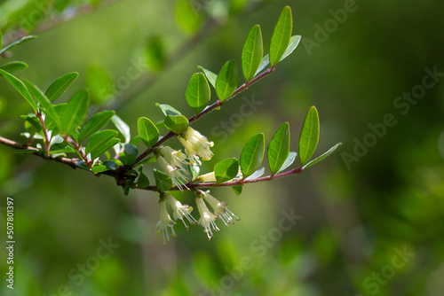 close-up of small white honeysuckle flowers in May, Box-leaved honeysuckle branch - Latin name - Lonicera ligustrina var. pileata Lonicera pileata photo