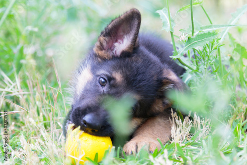 Cute puppy playing in the grass and looking at camera