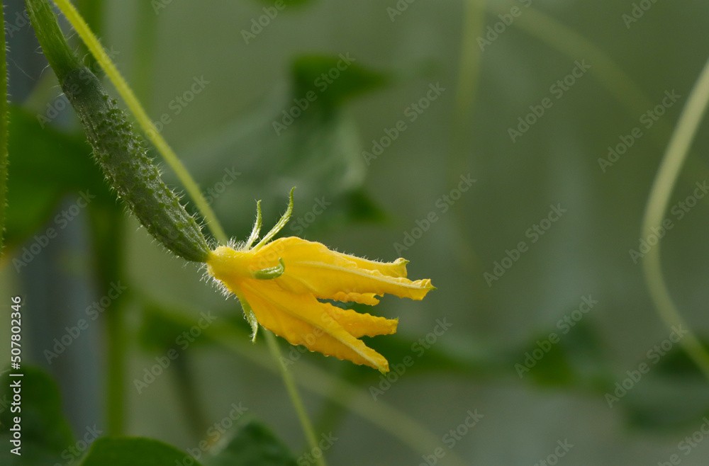 Flowering cucumber vegetable in a greenhouse. Flowering cucumber vegetable in a greenhouse.