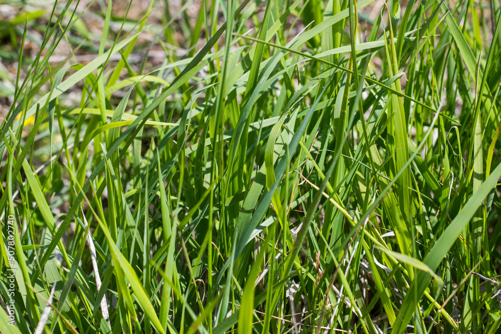 Green grass background, sunlight and green color, shadows and lights Green grass background, sunlight and green color, shadows and lights