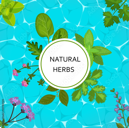 Natural herbs banner with herbaceous plants and flowers.