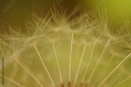 A close-up photo of a dandelion. Macrophotographs of flowers.