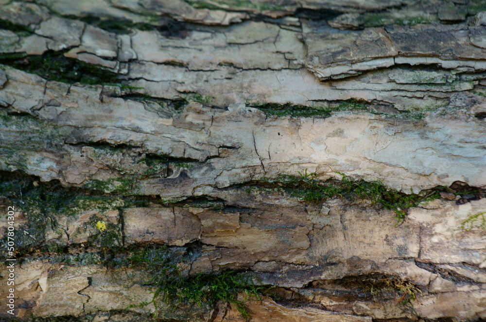 Tree bark close-up. Background image. Textures. Tree bark close-up. Background image. Textures.