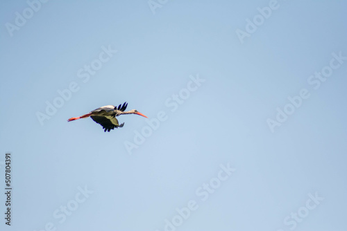 Stork in the sky. White stork flies in the sky. Beautiful birds with big wings. © Artur Harutyunyan