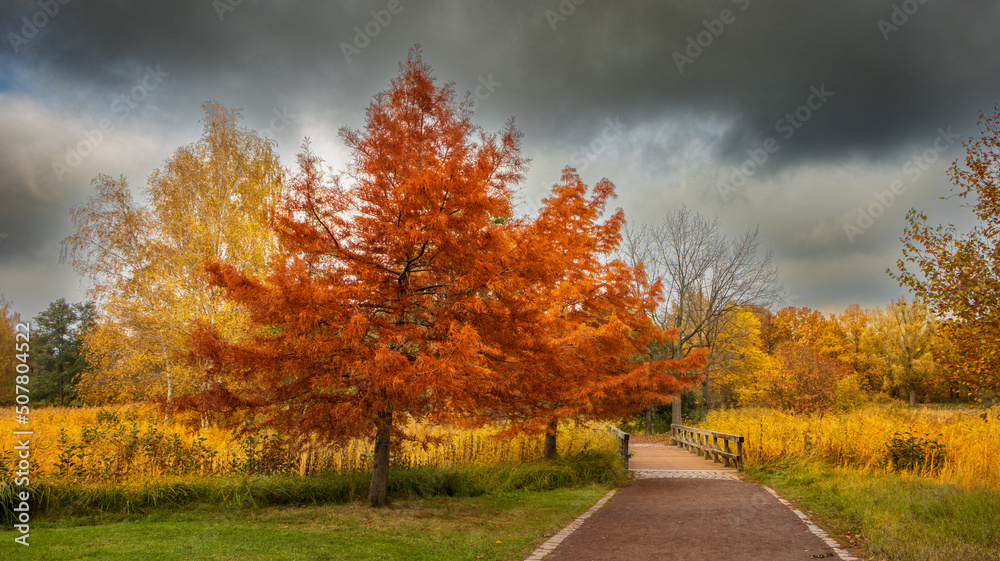 Fototapeta premium herbst, baum, fall, natur, landschaft, baum, park, blatt, wald, himmel, gras, garden, blatt, jahreszeit, bank, holz, rot, hölzern, laub, ausserhalb, gelb, bäuerlich, blau, bahn, schönheit