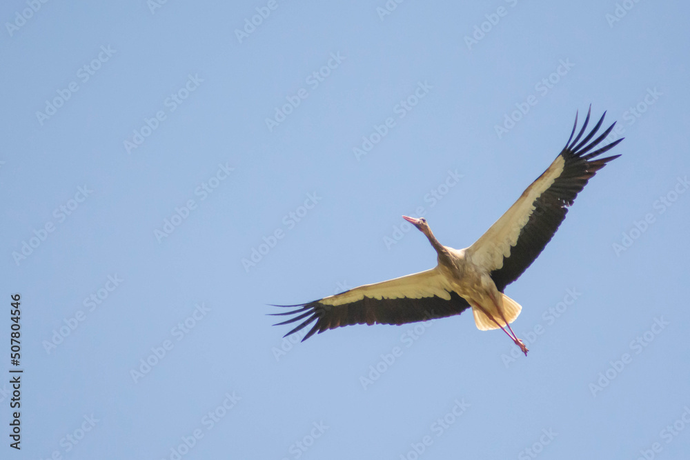 Stork in the sky. White stork flies in the sky. Beautiful birds with big wings.