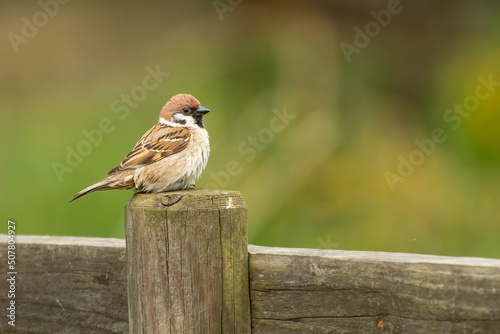 Eurasian tree sparrow (Passer montanus) perched on a fence in spring. Cute British bird portrait. 