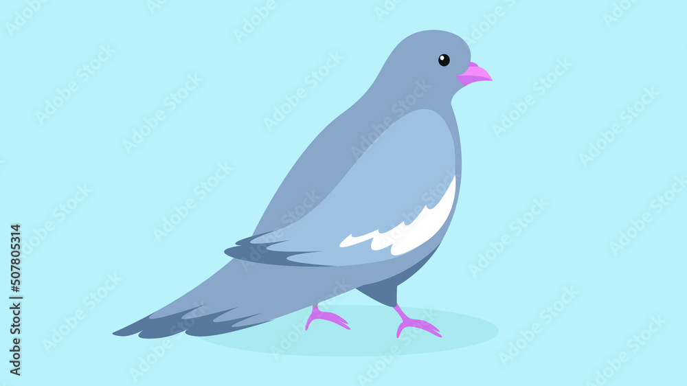 Gray dove with a white stripe on the wing Gray dove with a white stripe on the wing