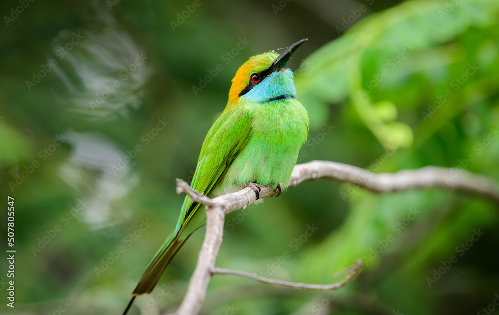 Fototapeta premium Cute green bee-eater bird profile close-up detailed photograph. Green bee-eater perch at Yala national park, Sri Lanka