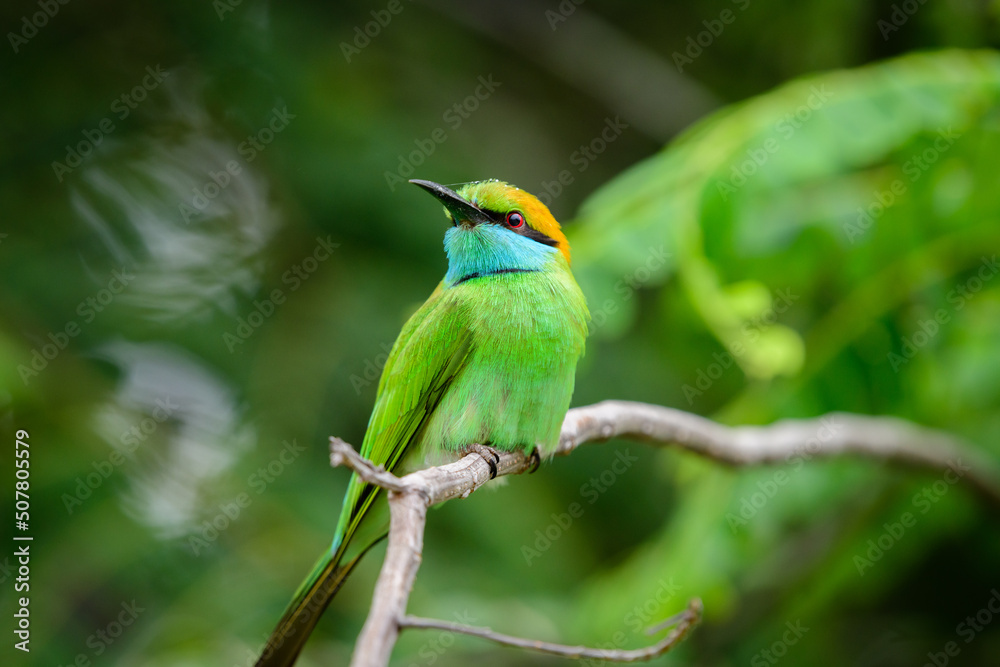 Cute green bee-eater bird profile close-up detailed photograph. Green bee-eater perch at Yala national park, Sri Lanka Cute green bee-eater bird profile close-up detailed photograph. Green bee-eater perch at Yala national park, Sri Lanka