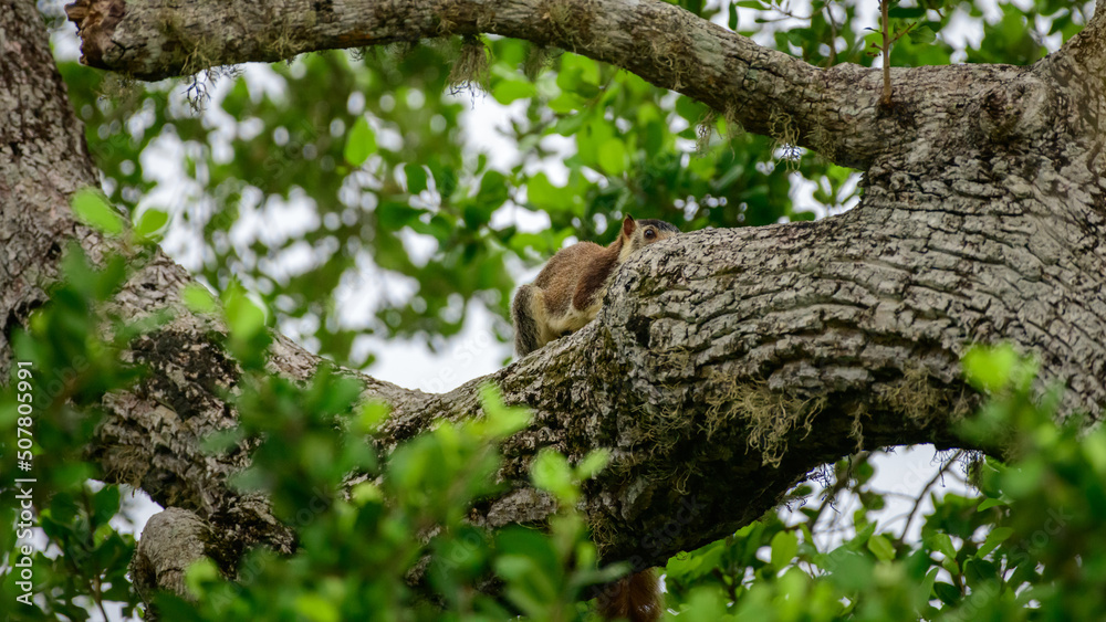 A grizzled giant squirrel was spotted hiding behind the tree trunk in Yala national park. A grizzled giant squirrel was spotted hiding behind the tree trunk in Yala national park.