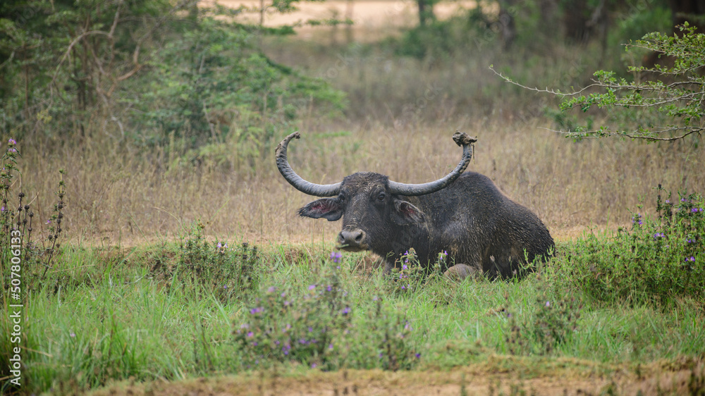 Long-horned wild water buffalo resting in the grass field after a mud bathe. Siting and watchful of the surroundings at Yala national park.