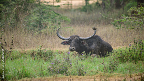 Long-horned wild water buffalo resting in the grass field after a mud bathe. Siting and watchful of the surroundings at Yala national park.