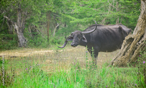 Wild Water Buffalo with unusual large horns  two unbalanced horns growing in opposite directions.