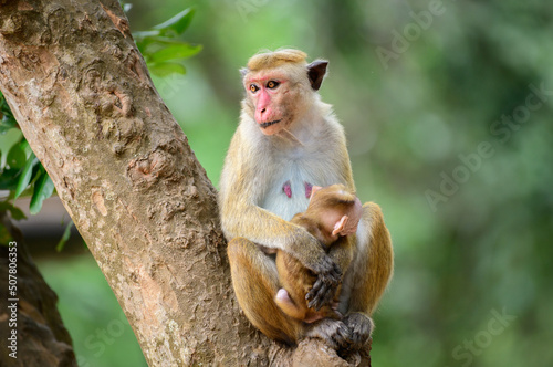 Mother toque macaque monkey holding its newborn baby, sitting on a tree. Close-up monkey family photograph. © nilanka