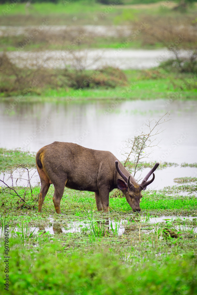 Fototapeta premium Stag grazing grass in the marshes in Yala national park, Majestic male Sri Lankan sambar deer side view, beautiful natural habitat.