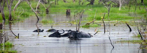 Photography A Group of wild water buffaloes bathes in the swamp at Yala national park, Happy and energetic times for the wild animals after the rain