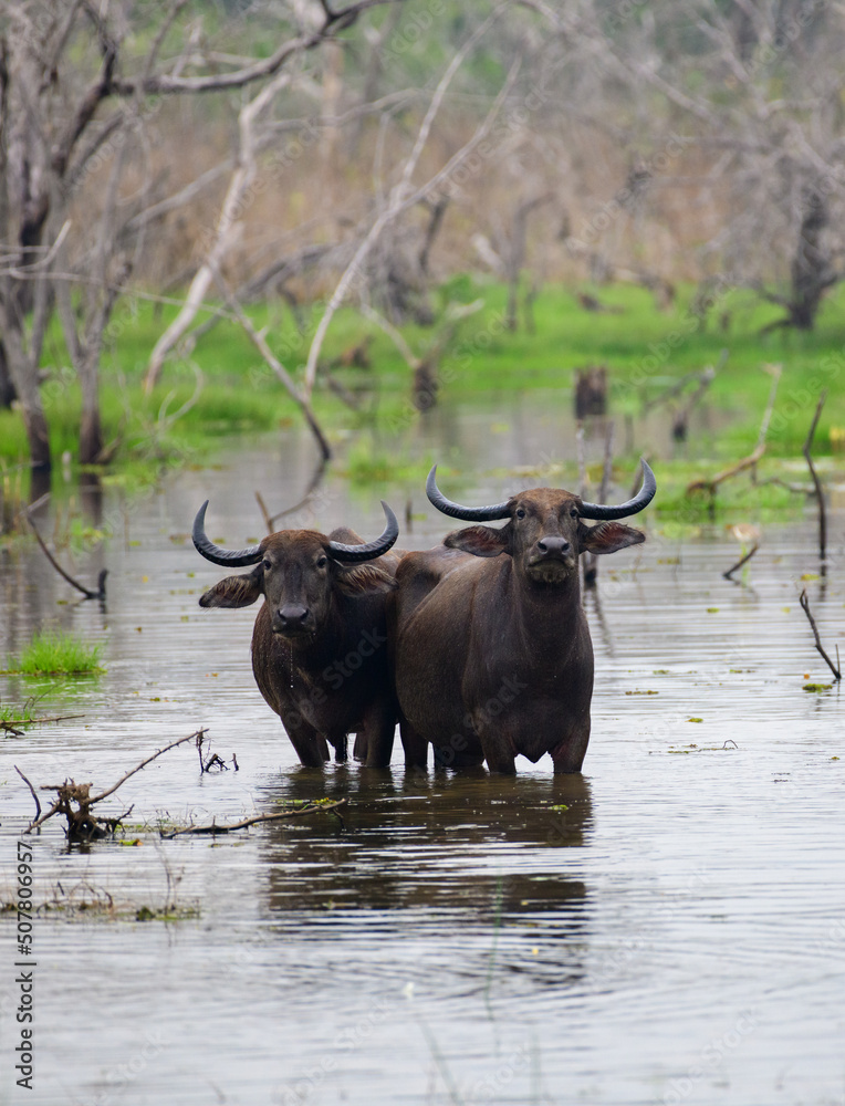 Pair of Asian wild water buffaloes standing in the marsh waters and looking at the camera, Yala national park.