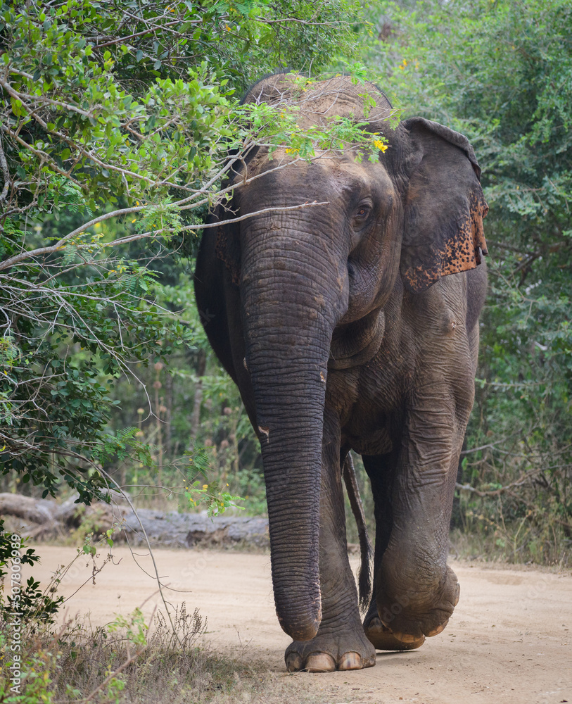 Fototapeta premium Massive Asian wild elephant marching towards the safari jeep in Yala national park.