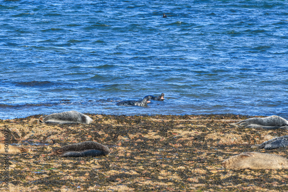 Fototapeta premium A scenic view of a seal herd with 2 of them with open mouth on a rocky beach along majestic blue sea