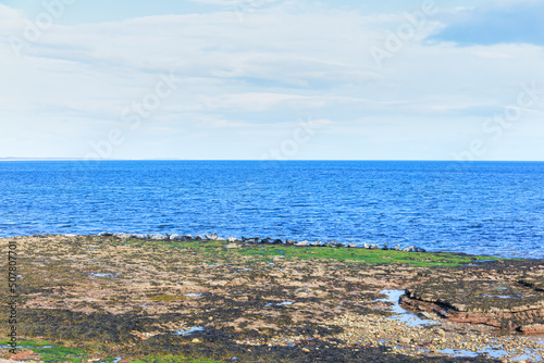 A scenic view of a seal herd on a rocky beach along a majestic blue sea under a beautiful blue sky and some white clouds photo