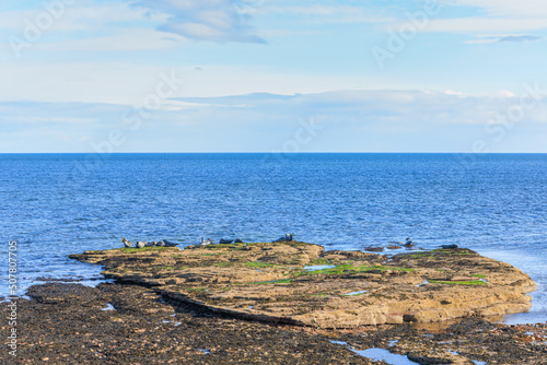 A scenic view of a seal herd on a rocky beach along a majestic blue sea under a beautiful blue sky and some white clouds photo