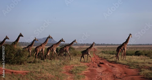 A family of giraffe walk in the Tsavo reserve