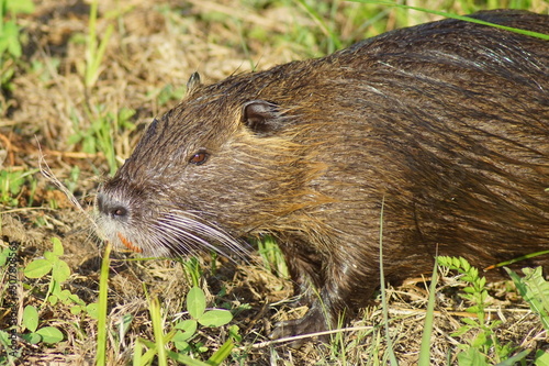 close up of a animal in spring