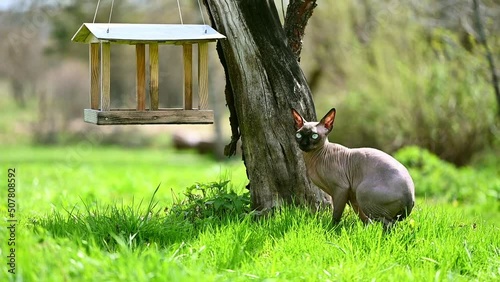 video beautiful sphinx in the grass next to the bird feeder. funny bald sphynx cat looking out for prey. purebred kitten walks in the garden and hunts for birds. High quality FullHD footage