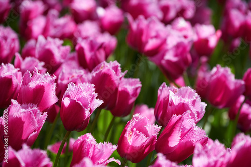 Blooming pink tulips flowerbed in Keukenhof flower garden, also known as the Garden of Europe, one of the world largest flower gardens and popular tourist attraction. Lisse, the Netherlands.