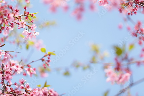 青空と桜の花のアップでフレーム